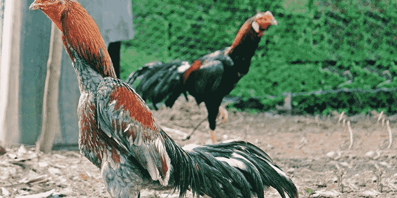 Tìm Hiểu Chi Tiết Về Giống Gà Đá Asil Pakistan Và Cách Lựa Chọn 6 Một số lưu khi về giống gà đá Asil Pakistan