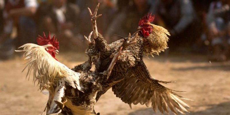 Hướng dẫn xem đá giải gà Thomo trực tiếp mỗi ngày tại Jun88 5 Đá giải gà Thomo và Luật gà Thomo