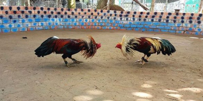 Chơi đá gà online tại Jun88 - Tìm hiểu chi tiết nhất 4 Đá gà online tại Jun88