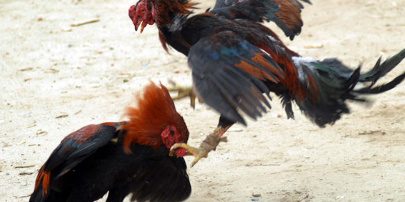 Nhà cái đá gà Jun88 - nhà cái uy tín hàng đầu hiện nay 5 Ưu điểm khi chơi đá gà tai nhà cái đá gà Jun88