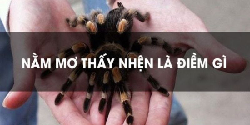 Mơ thấy nhện - Jun88 giải mã giấc mơ 4 Mơ thấy nhện mang nhiều điềm báo khác nhau (Nguồn: Internet).