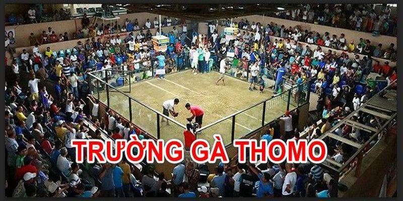 Cá Cược Hấp Dẫn Từ Những Trận Gà Hay Nhất Ở Thomo 4 Những Trận Gà Hay Nhất Ở Thomo